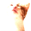 the cat