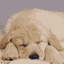 the dog