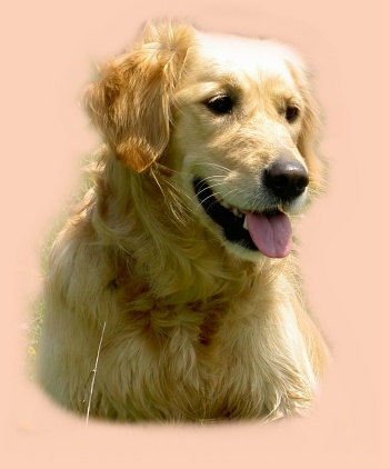 labrador